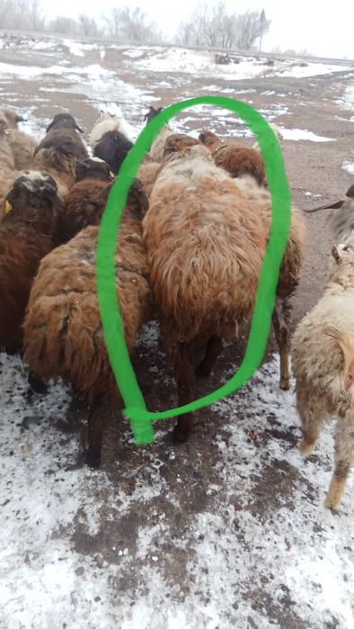 Продам кошкара на племя