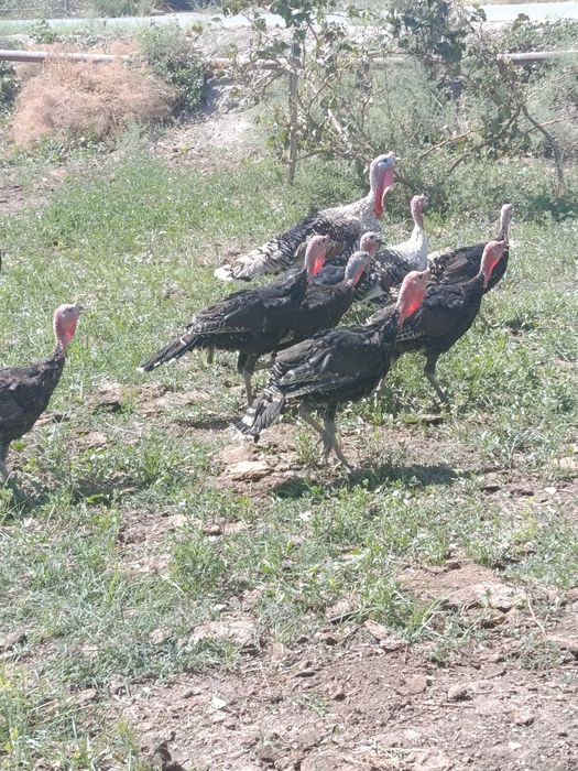 Когон шахарда куркалар ха урдак сотилади