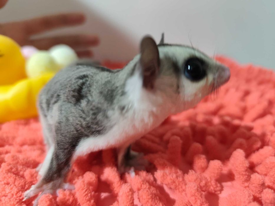 Захарна летяща катеричка