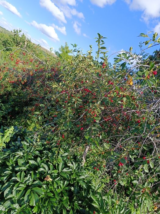 Дача в обществе природа.