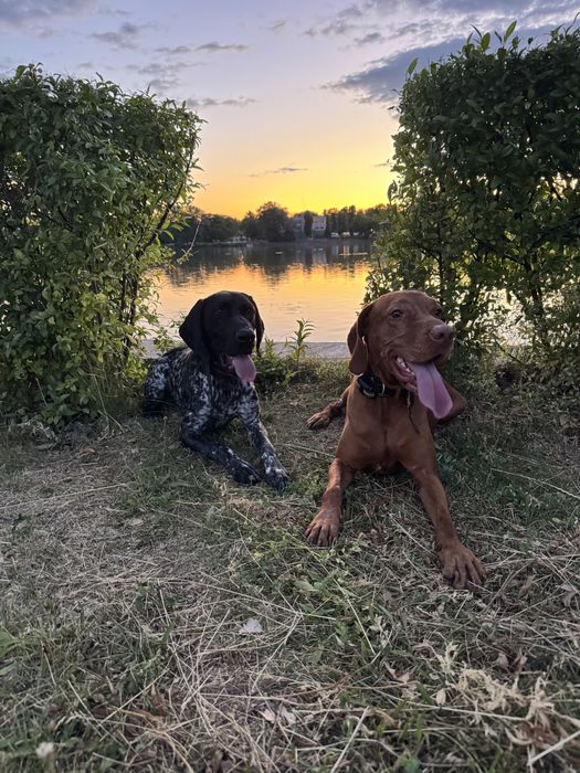 Cazare pentru catei / petsitting
