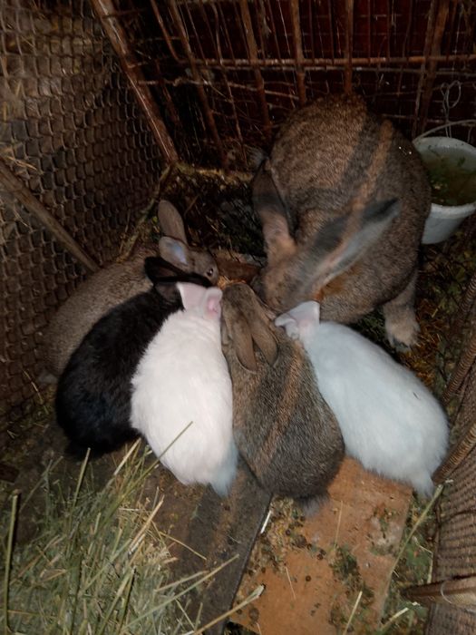 Продажа кроликов