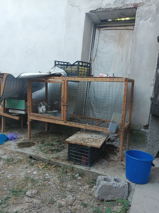 Quyon ini bn sotiladi