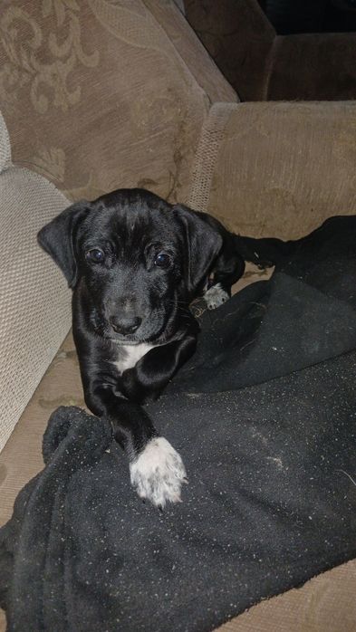 Украли щенка смешанная порода