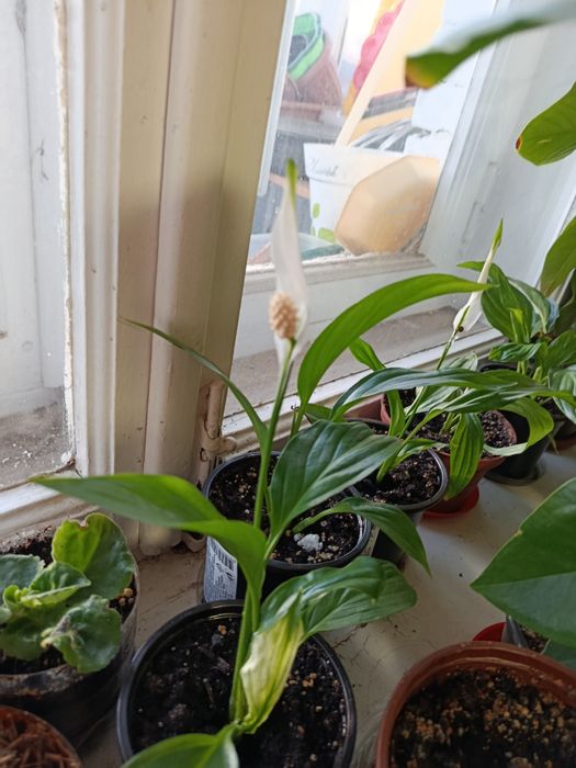 Женское счастье (спатифиллум)