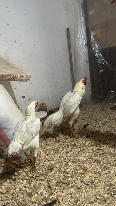 Продам даканов парачку