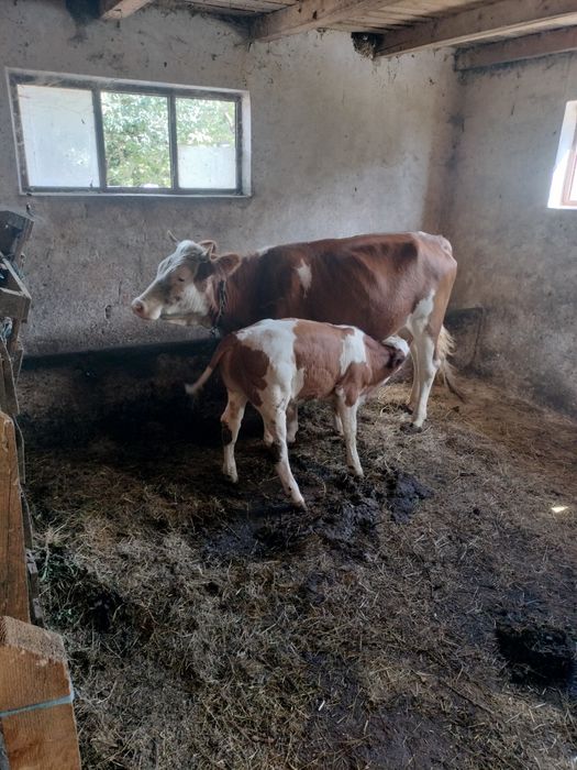 Vaca cu vițel de 2 luni jumate