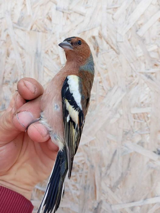 Продам птицу певчие  адаптированые