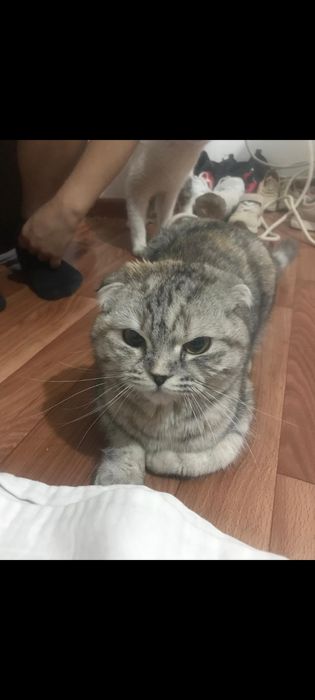 Кот продам кот кот