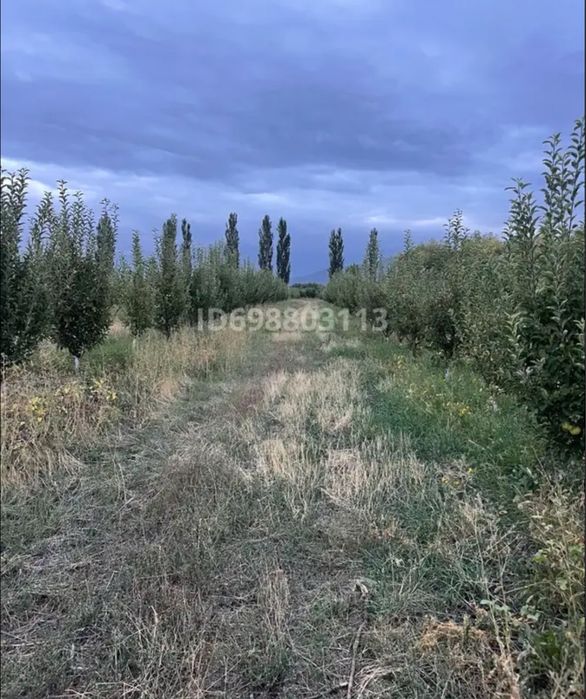 Яблоневый сад 3,35га