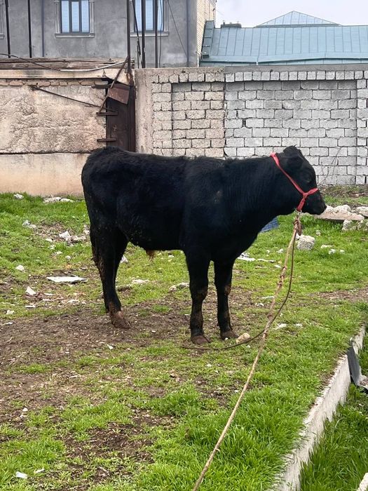 Zoti Angus 8.9 oyli atrofida sog'lom yeb ichishi yaxshii