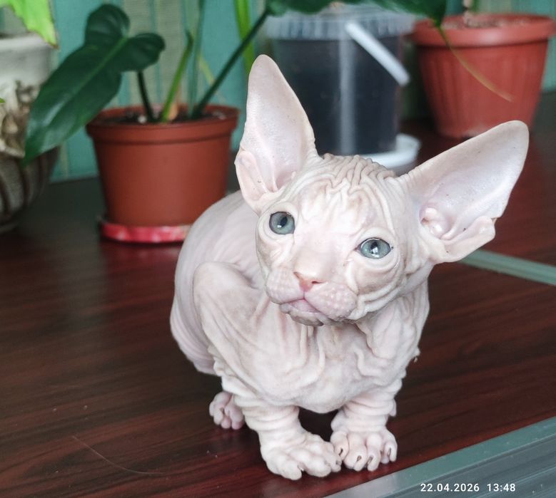 Котенок донской сфинкс