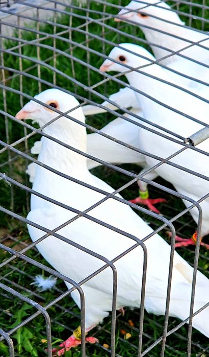 Voiajori albi calitate