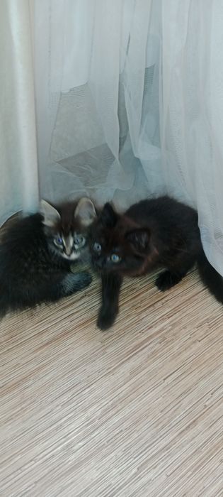 Котята бесплатно