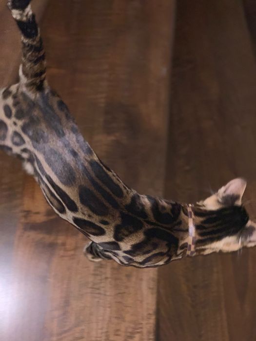 бенгальские чистокровные котята с родословной