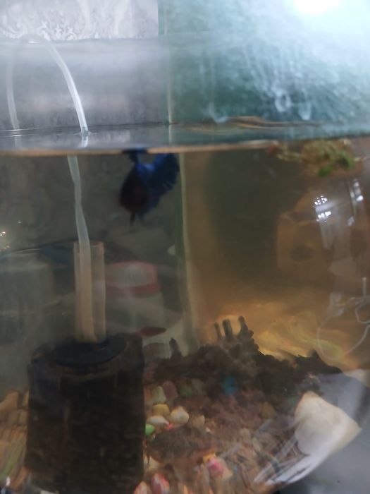 Питишок сатылады