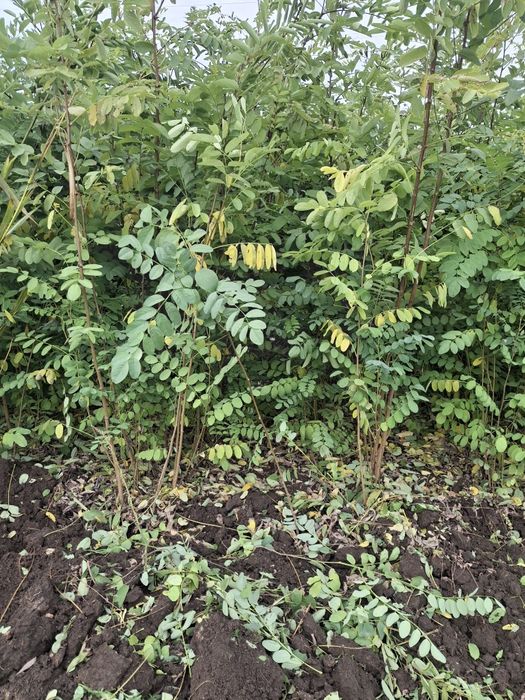 Puieți Salcâm,Ulm,Gladita