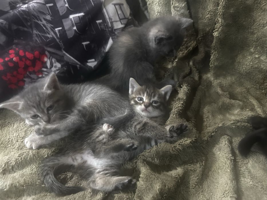 Отдам хорошеньких котят