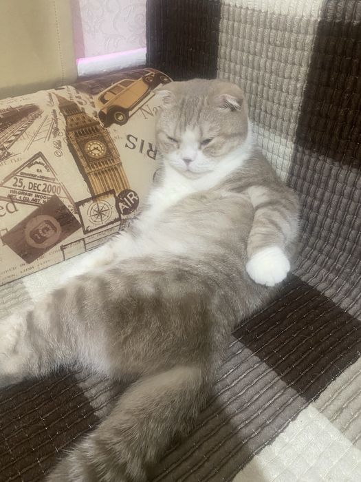 Отдам кошку бесплано