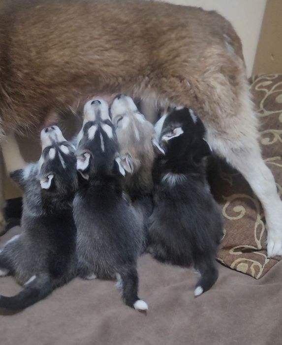 Остаться один мальчик реткого окраса сибирский хаски чистый читайте