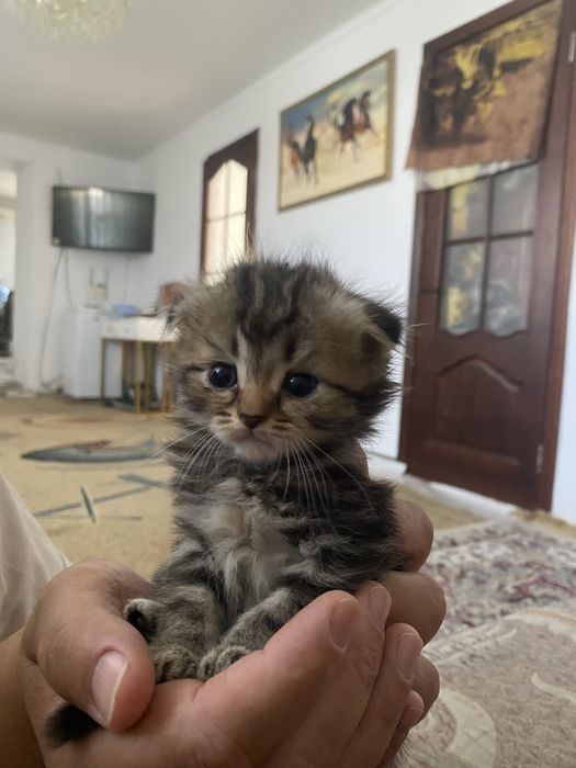 котята вислоухие