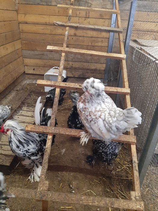 Струмски бантам!