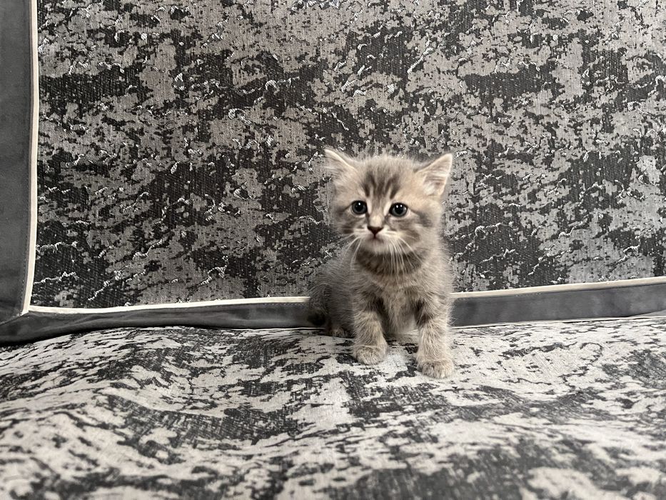 Продам    Котят.