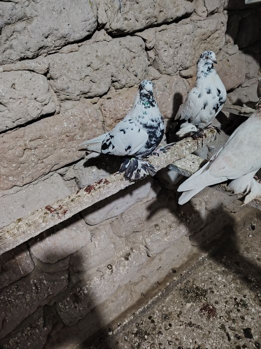 Голубка Аксоч молодая