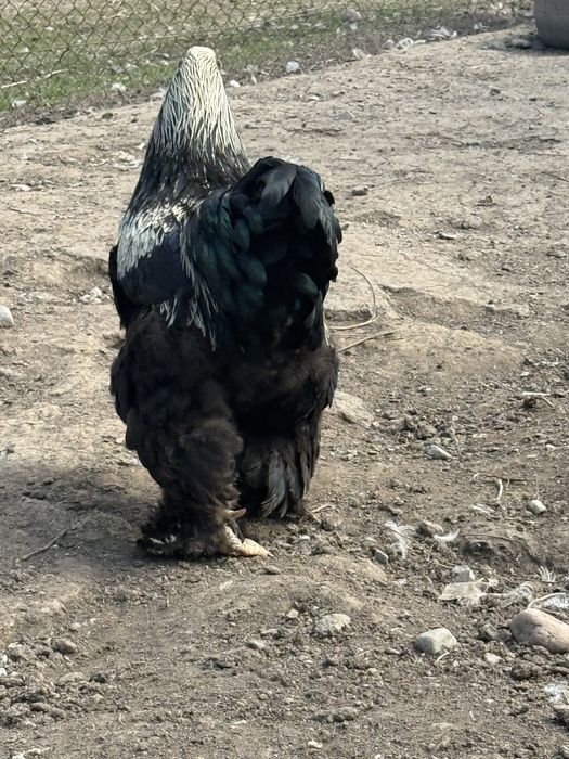 Петух мраморной брамы