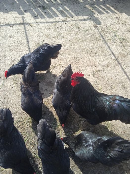Oua Australorp pentru incubat