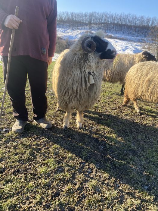 Vand sau schimb berbec breaz de soi bun