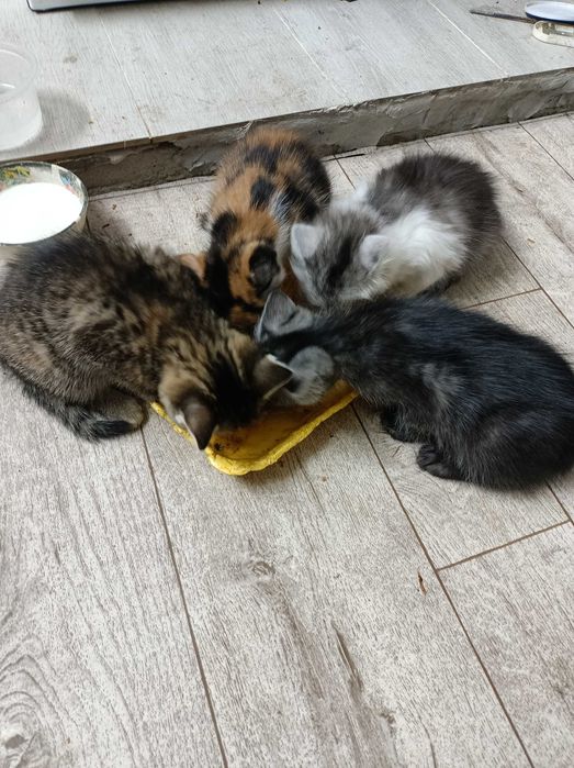 Котята бесплатно