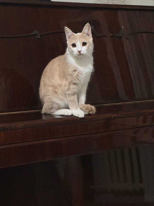 Mushuk hadya qilinadi