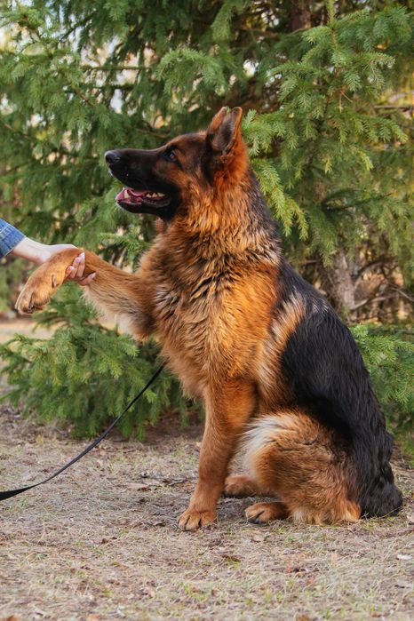 Кобель немецкой овчарки Вязка