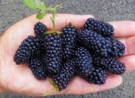 Продам ежемалину