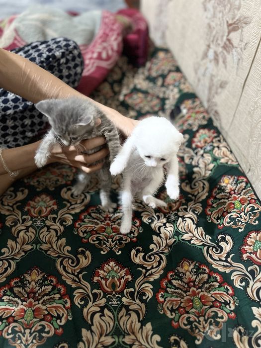 Mushu sotiladi qiziqanla telegramdan yozamiz