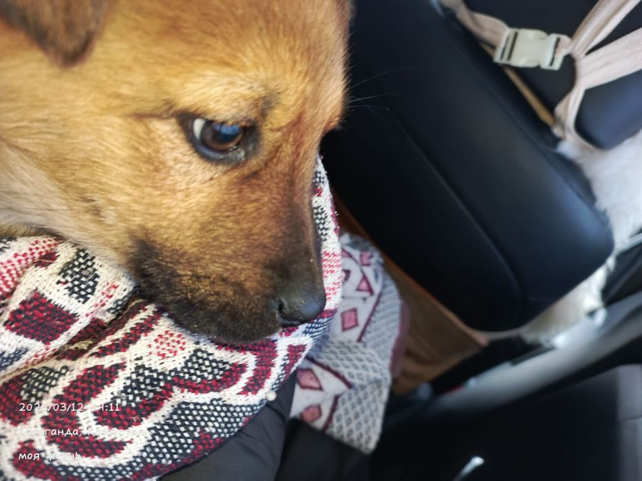 Отдадим в добрые руки щенков