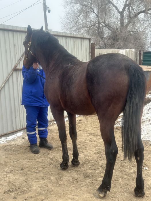 Кокпар ат, жылкы айғыр