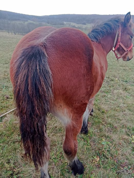 Vînd mînz de cinci luni.