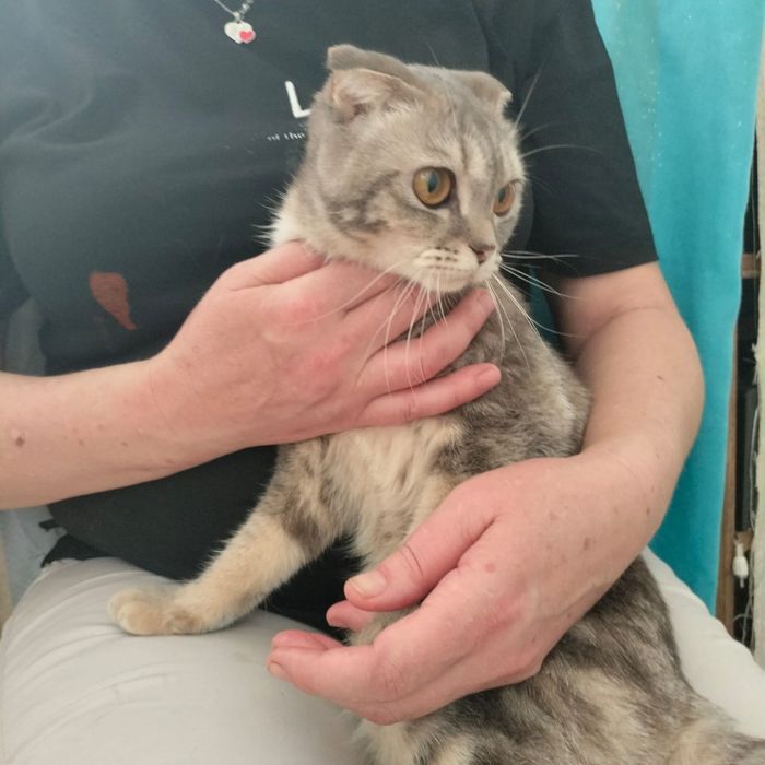 Шотландская вислоухая кошка