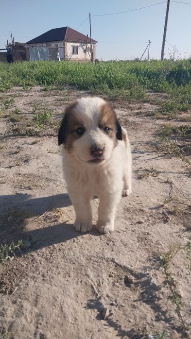 Төбет күшіктер сатылады