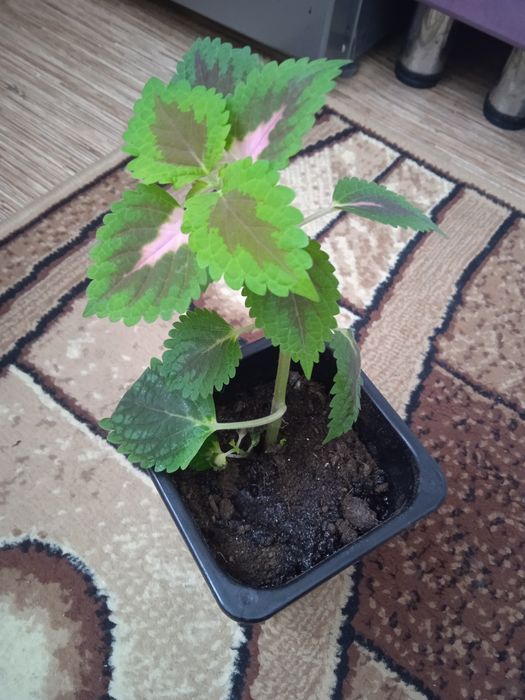 Цветы цветы цветы цена 500тенге