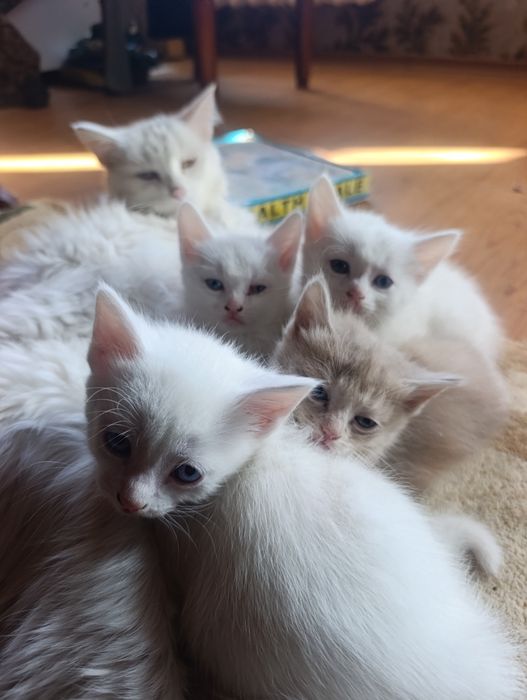 Котятки Бесплатно
