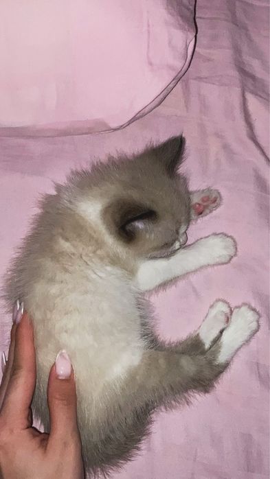 Продаю сиамскую котенок