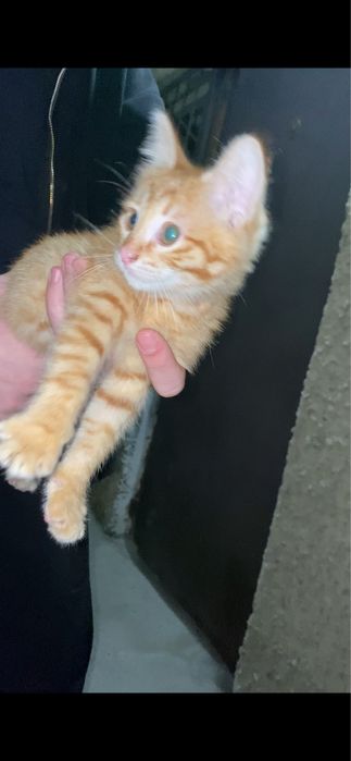 Котята в добрые рук