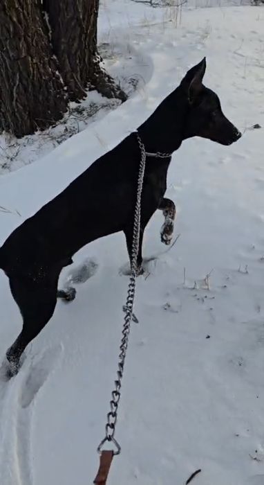 Чистопородный Доберман кабель с документами