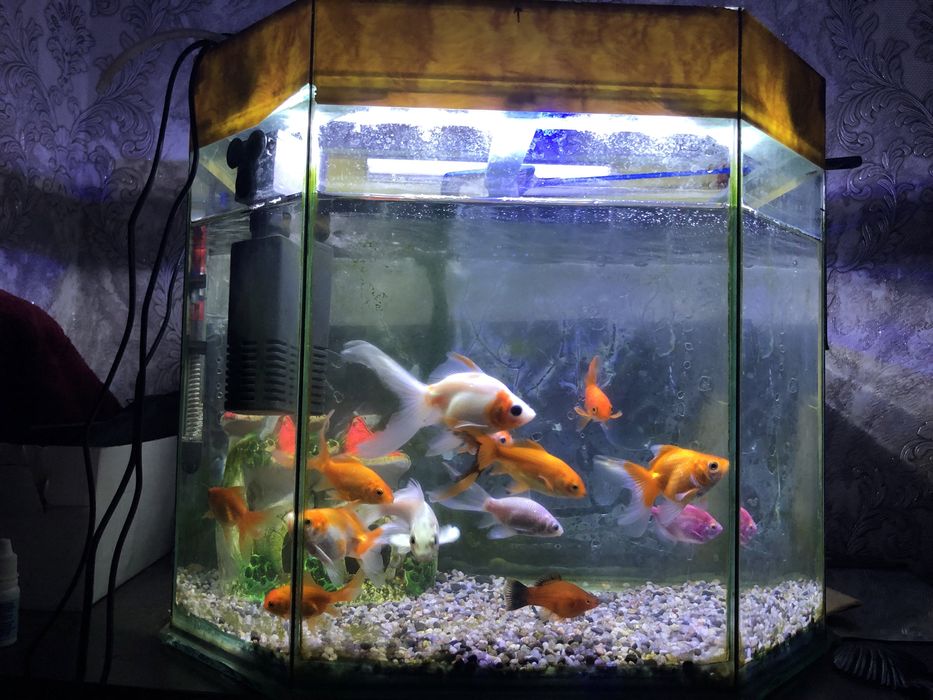 Akvarium va Baliqlar