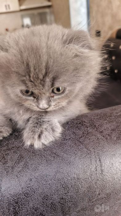 Scottish fold beby митис
