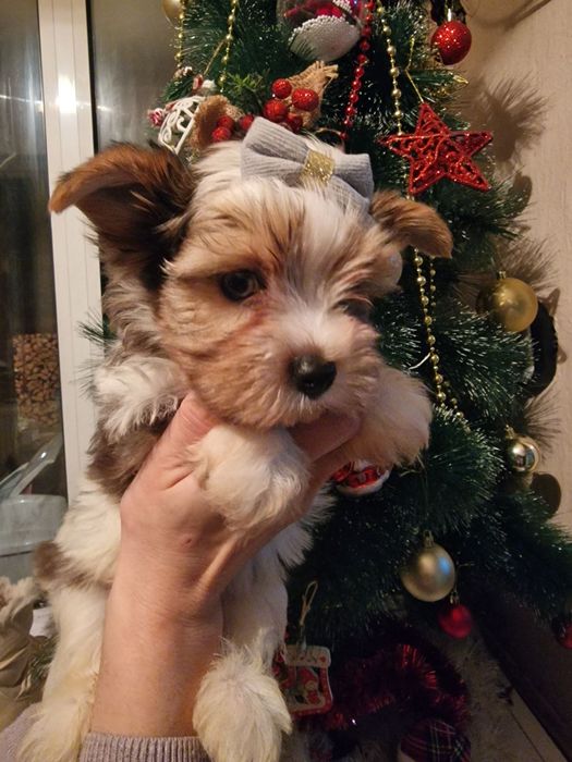 Мъжко Йорки бивър  супер подарък