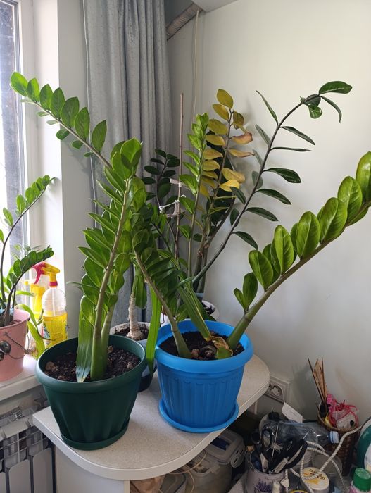 Продаём комнатные цветы